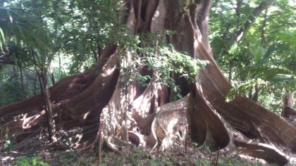 Insolite Ara Wakan / Ma cabane - image 7