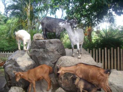 Villa Savane Creole - image 12