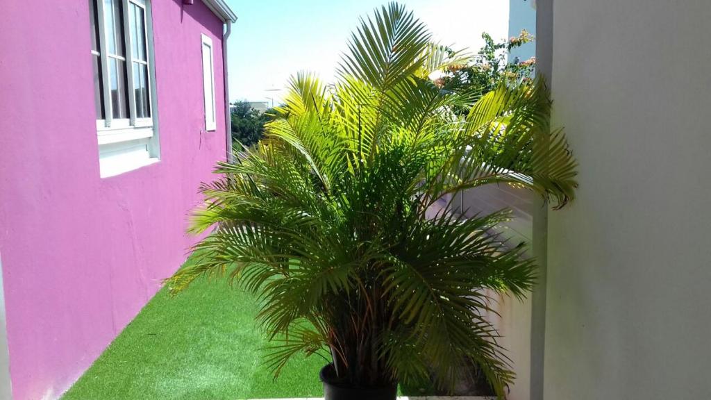 maison gosier pliane - image 4