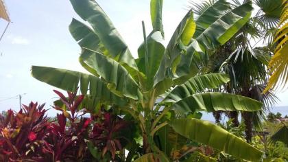 Studio avec vue sur la mer jardin clos et wifi a Marigot a 1 km de la plage - image 12