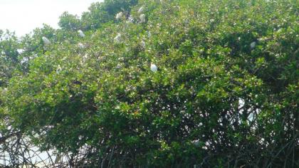 Maison de 3 chambres avec piscine privee terrasse amenagee et wifi a Morne A l'Eau - image 24