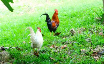 Appartement d'une chambre avec jardin a Le Gosier - image 12