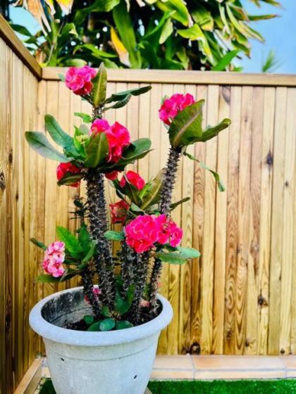 FLOWER PARADISE FWI - image 6